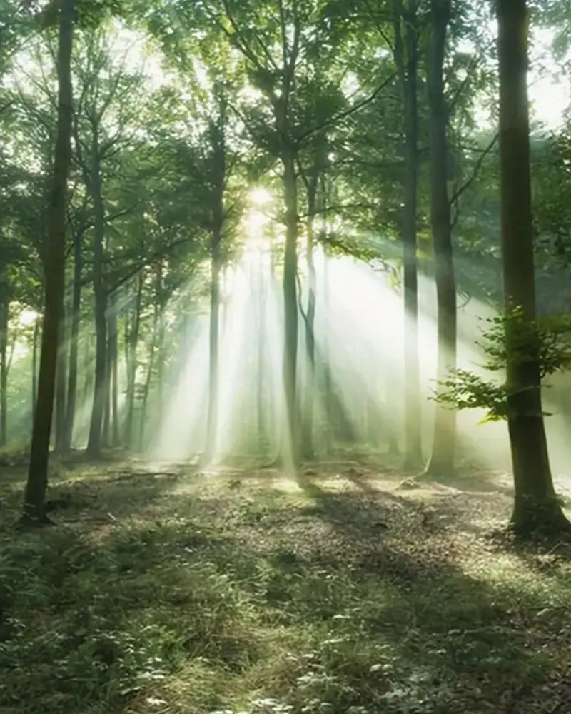 Sunlit Forest Kit - Paint by Numbers Kit