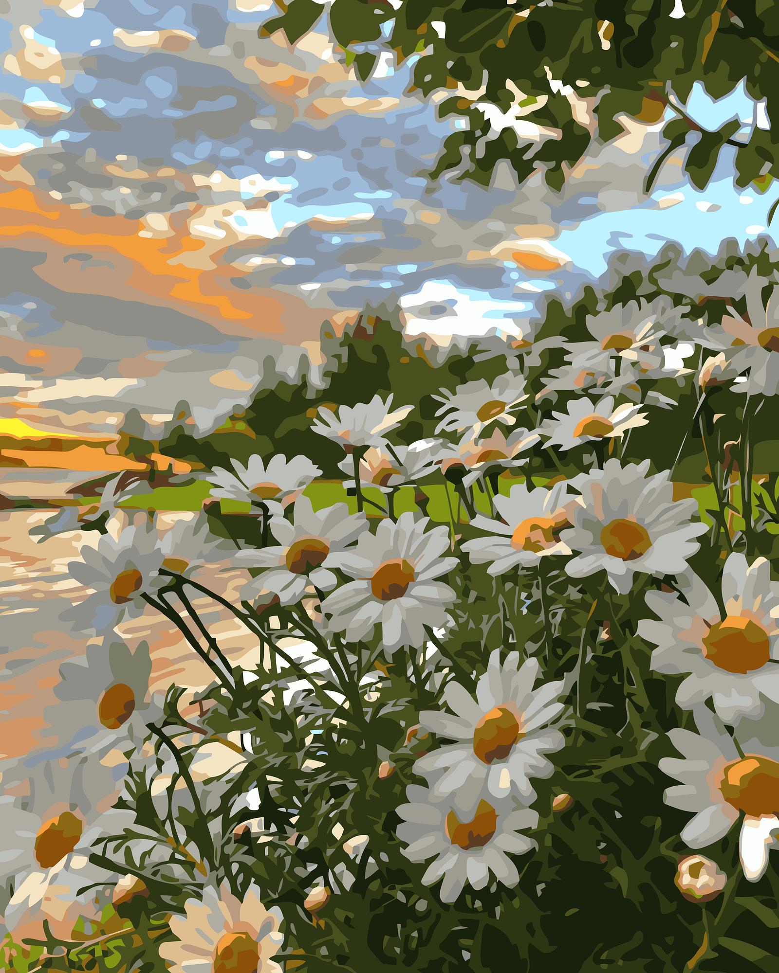 Daisy Field Sunset | Paint By Numbers Kit
